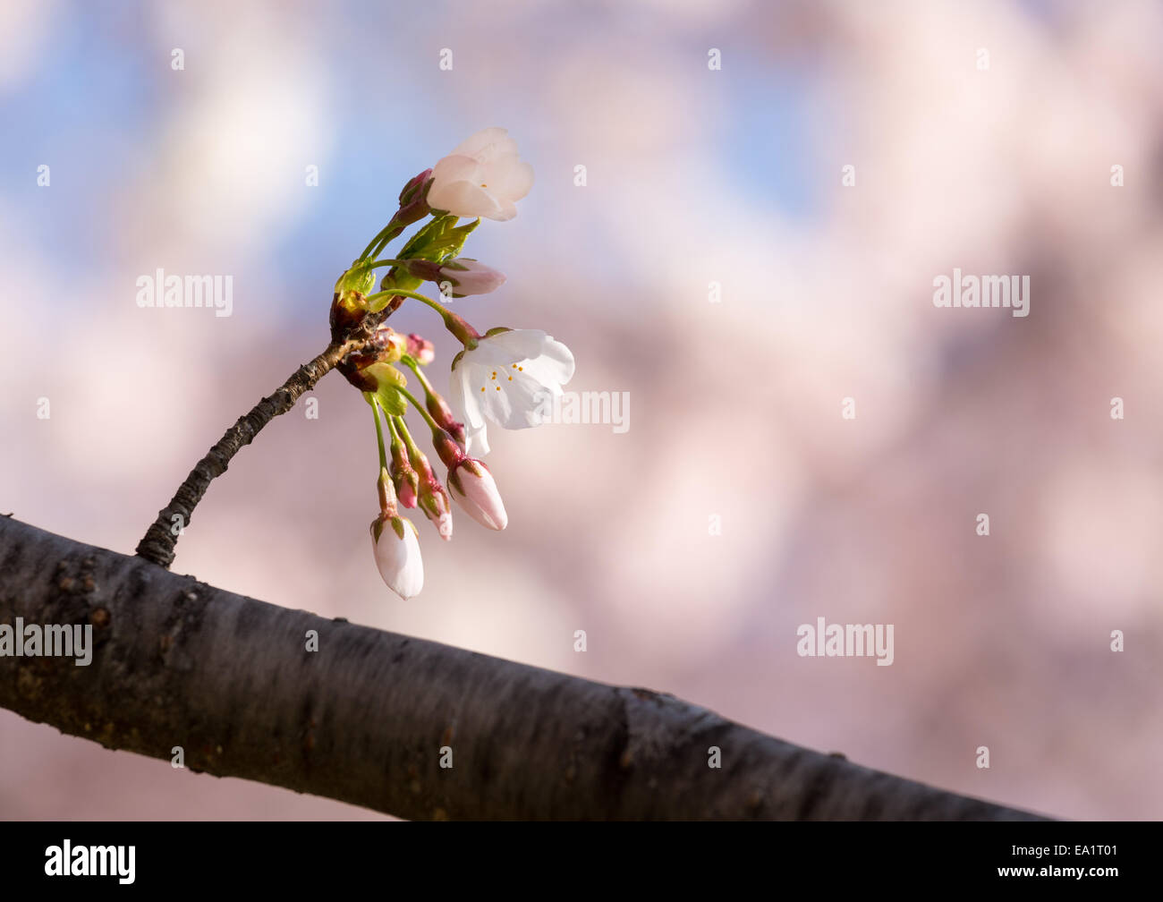 Close up cherry blossom flower hi-res stock photography and images - Alamy