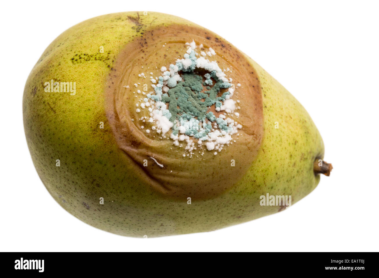 Close up of fungus growing on pear Stock Photo