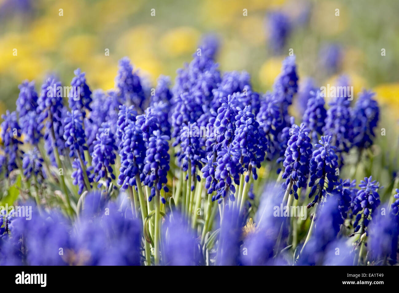 Grape hyacinths in the vineyard Stock Photo Alamy