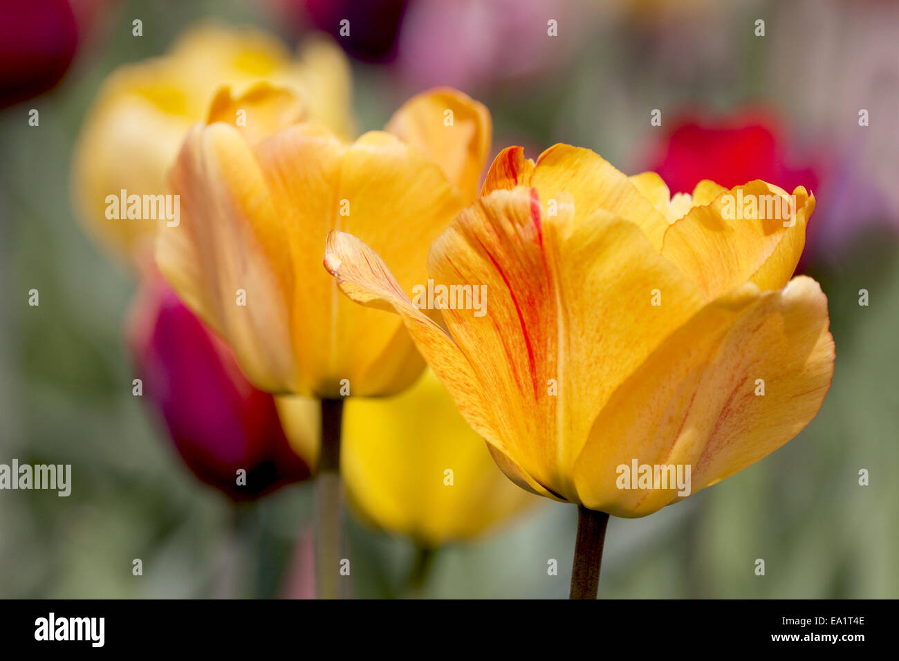tulip Cups Stock Photo