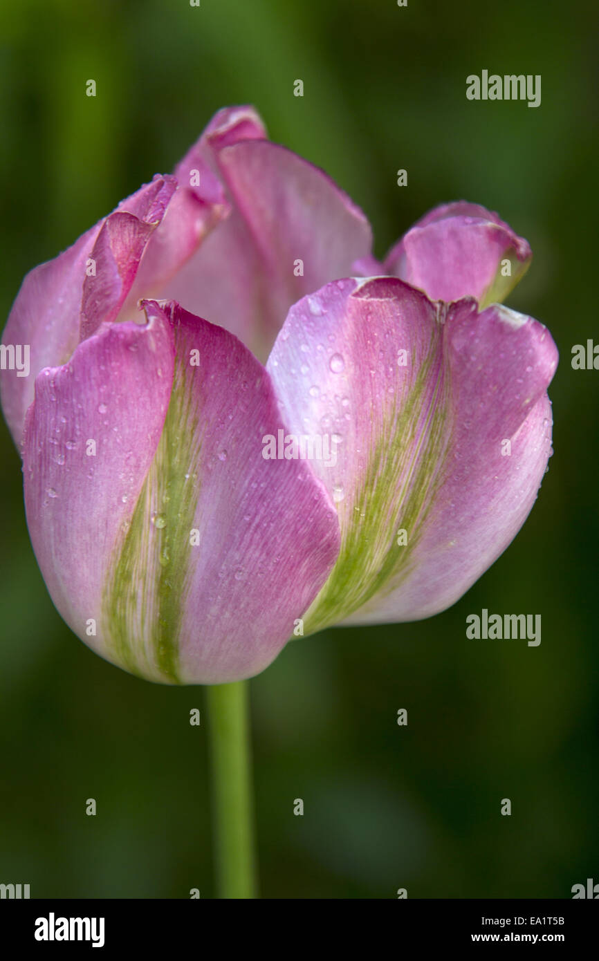 tulip Stock Photo