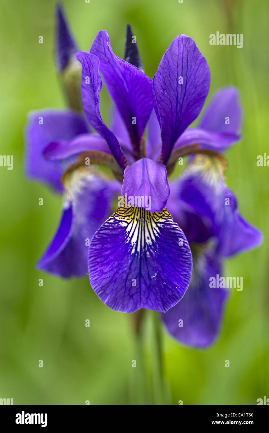 sibirische Iris Stock Photo