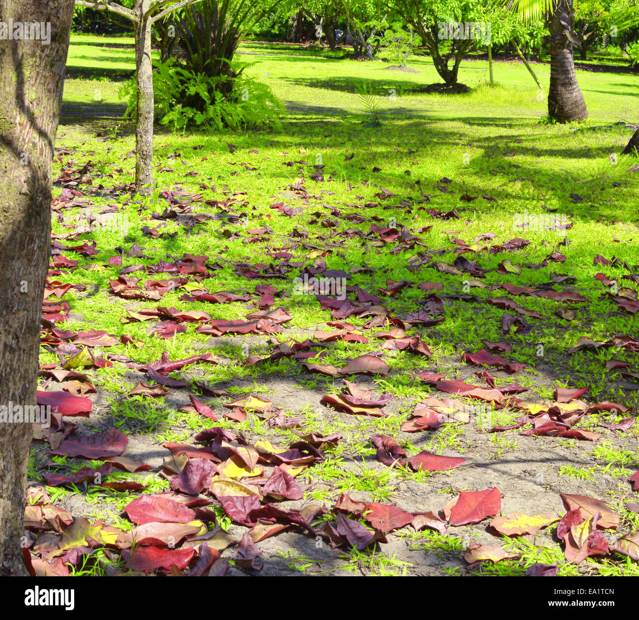 Tropical park hi-res stock photography and images - Alamy