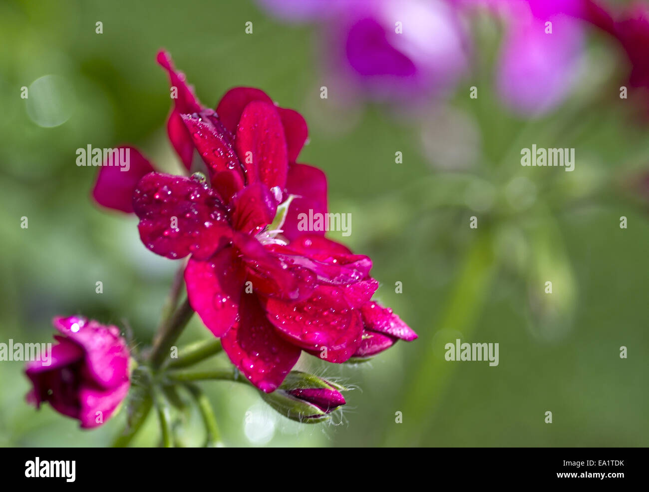 Geranium with raindrops Stock Photo