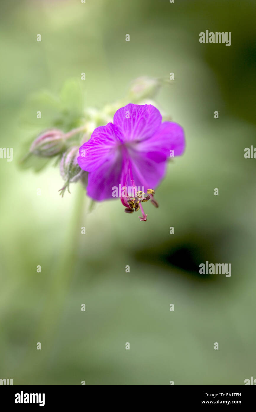 Floral Stock Photo