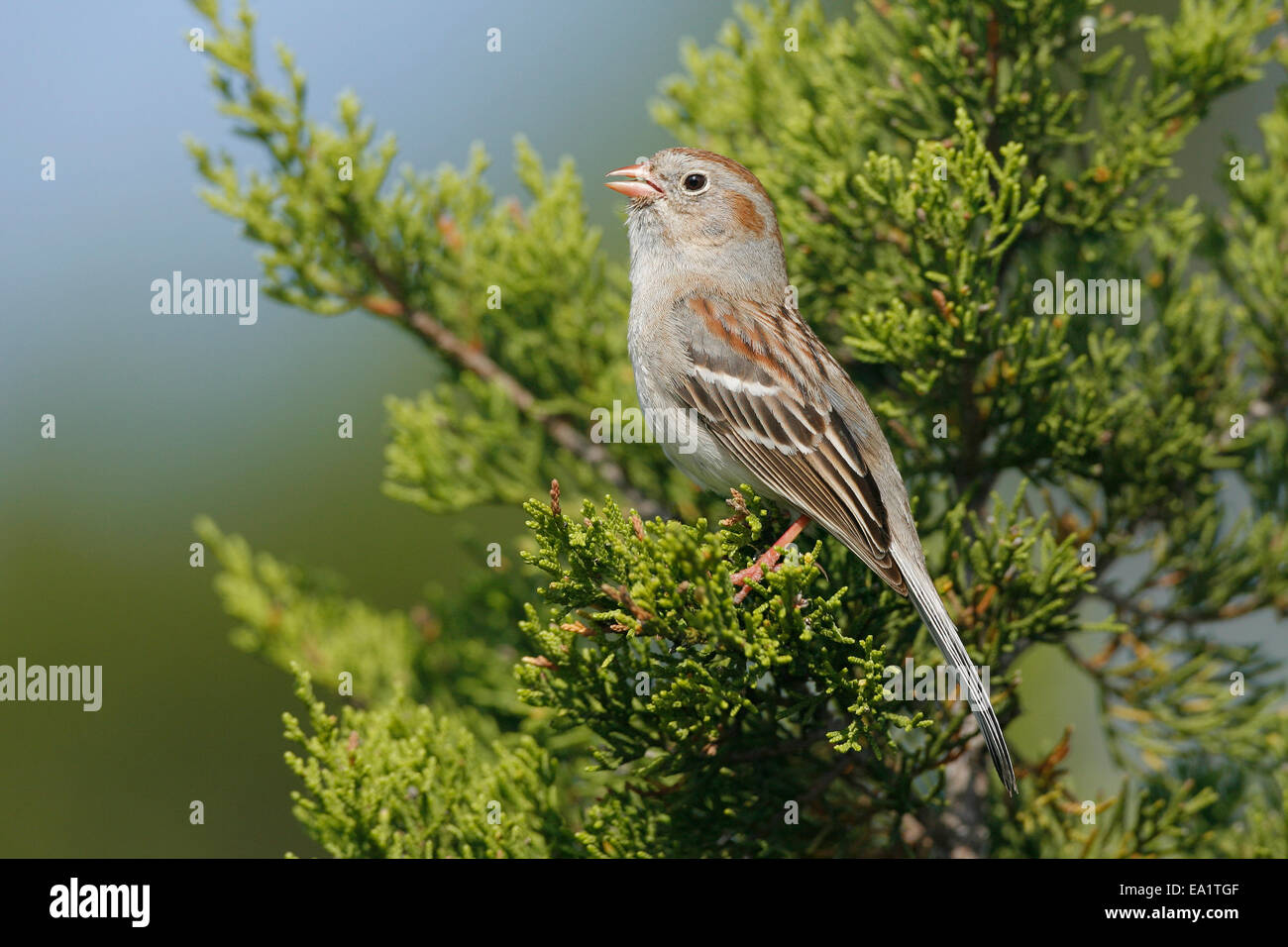 Field Sparrow Spizella pusilla Stock Photo Alamy