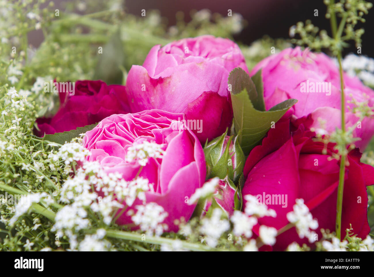 rose bouquet Stock Photo