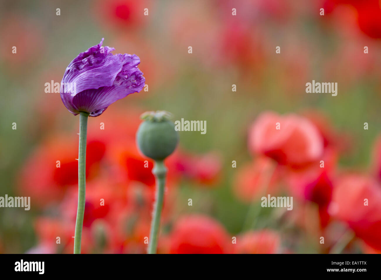 Opium Poppies Field High Resolution Stock Photography and Images - Alamy