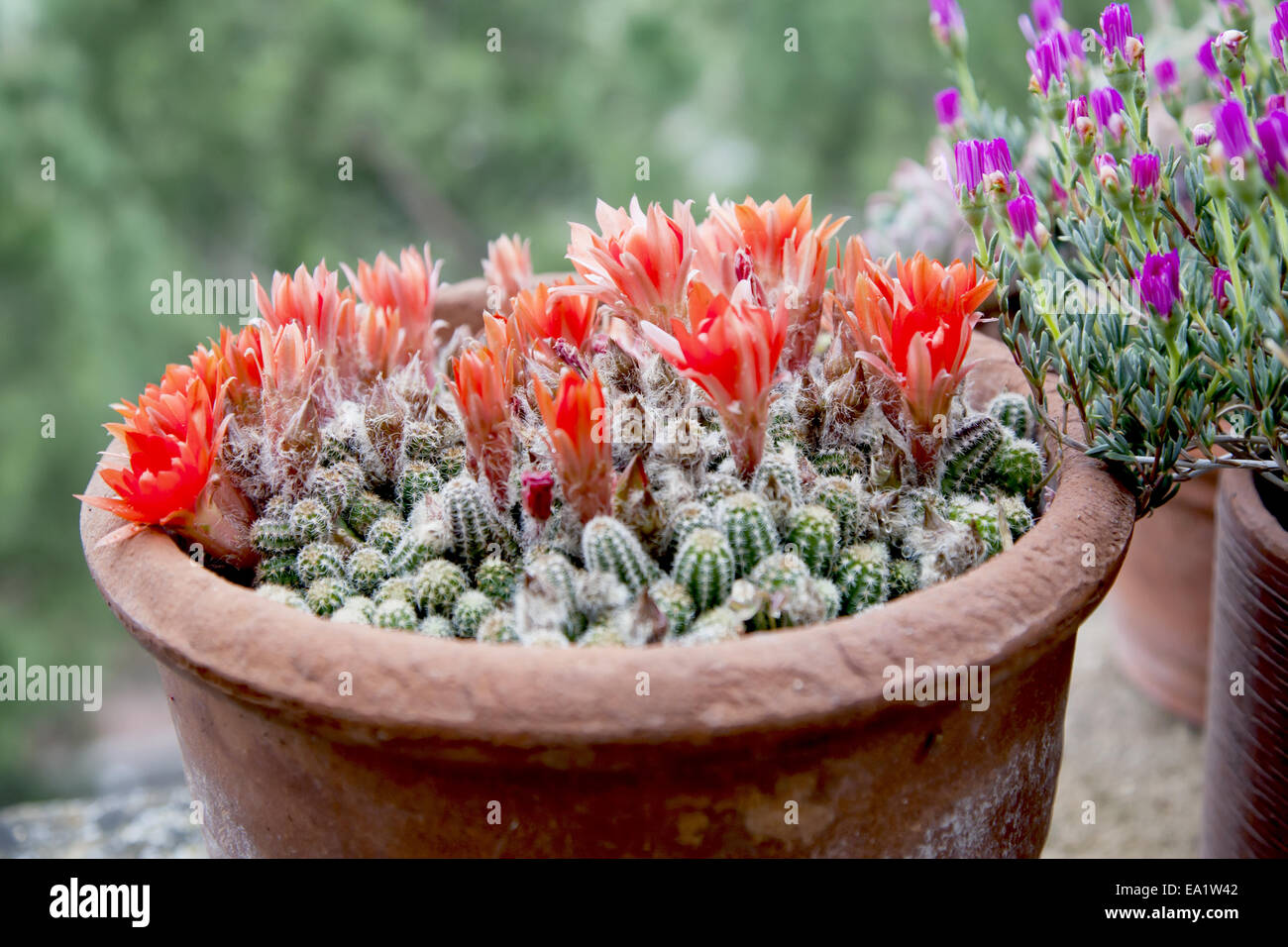 Blooming cactus Stock Photo