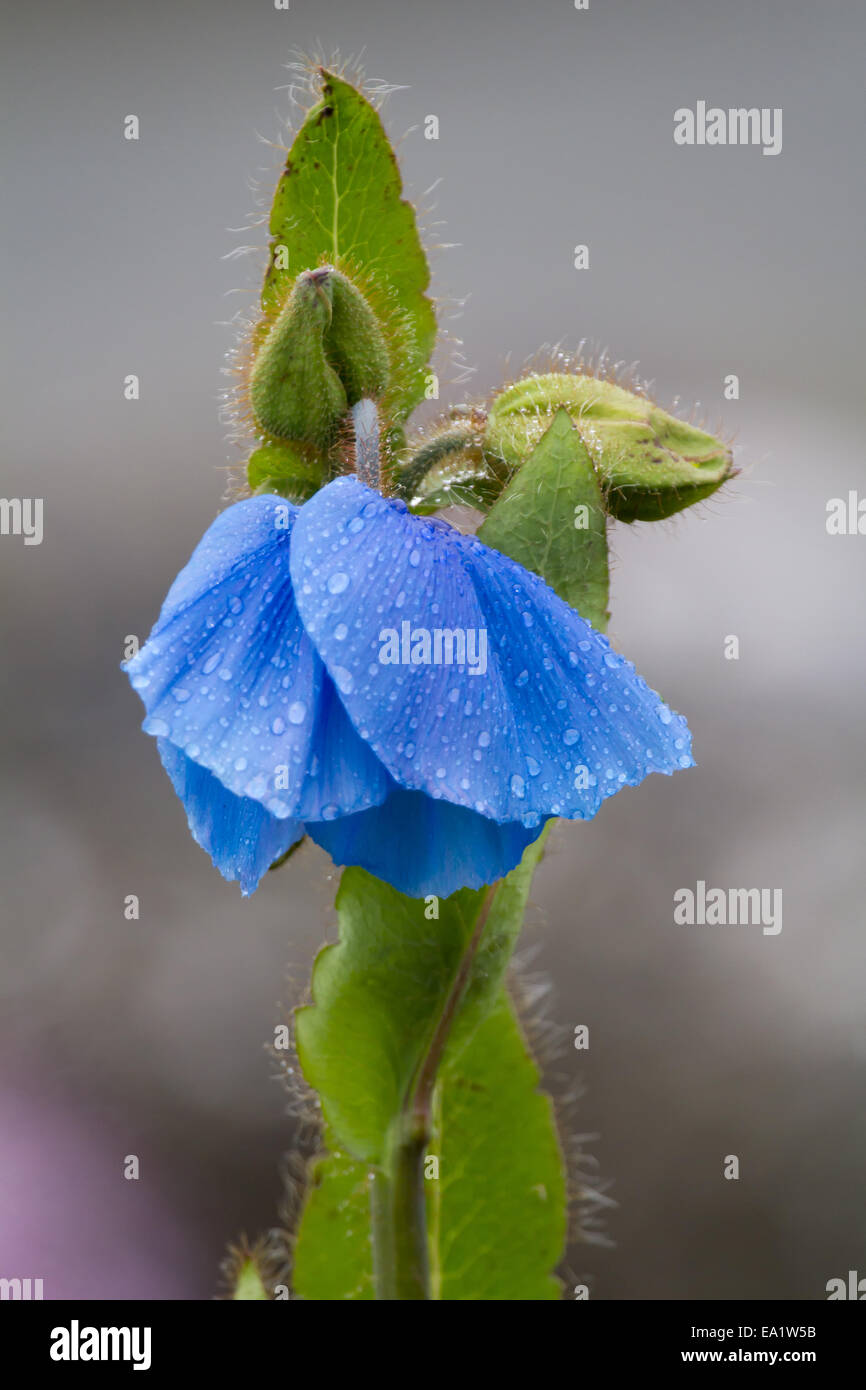 Blue Poppy Stock Photo