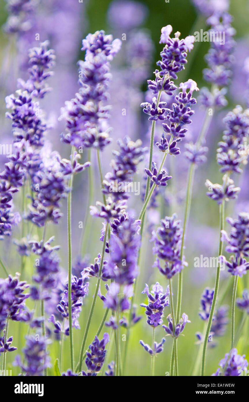 lavender flower Stock Photo