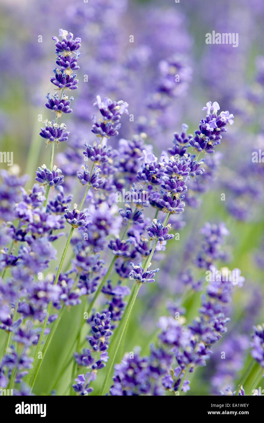 lavender flower Stock Photo