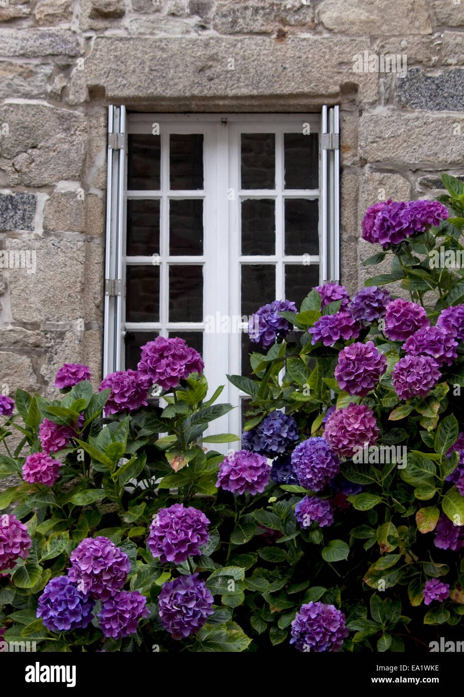 Flowers Stock Photo