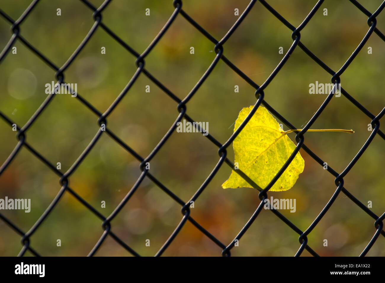 captured Stock Photo