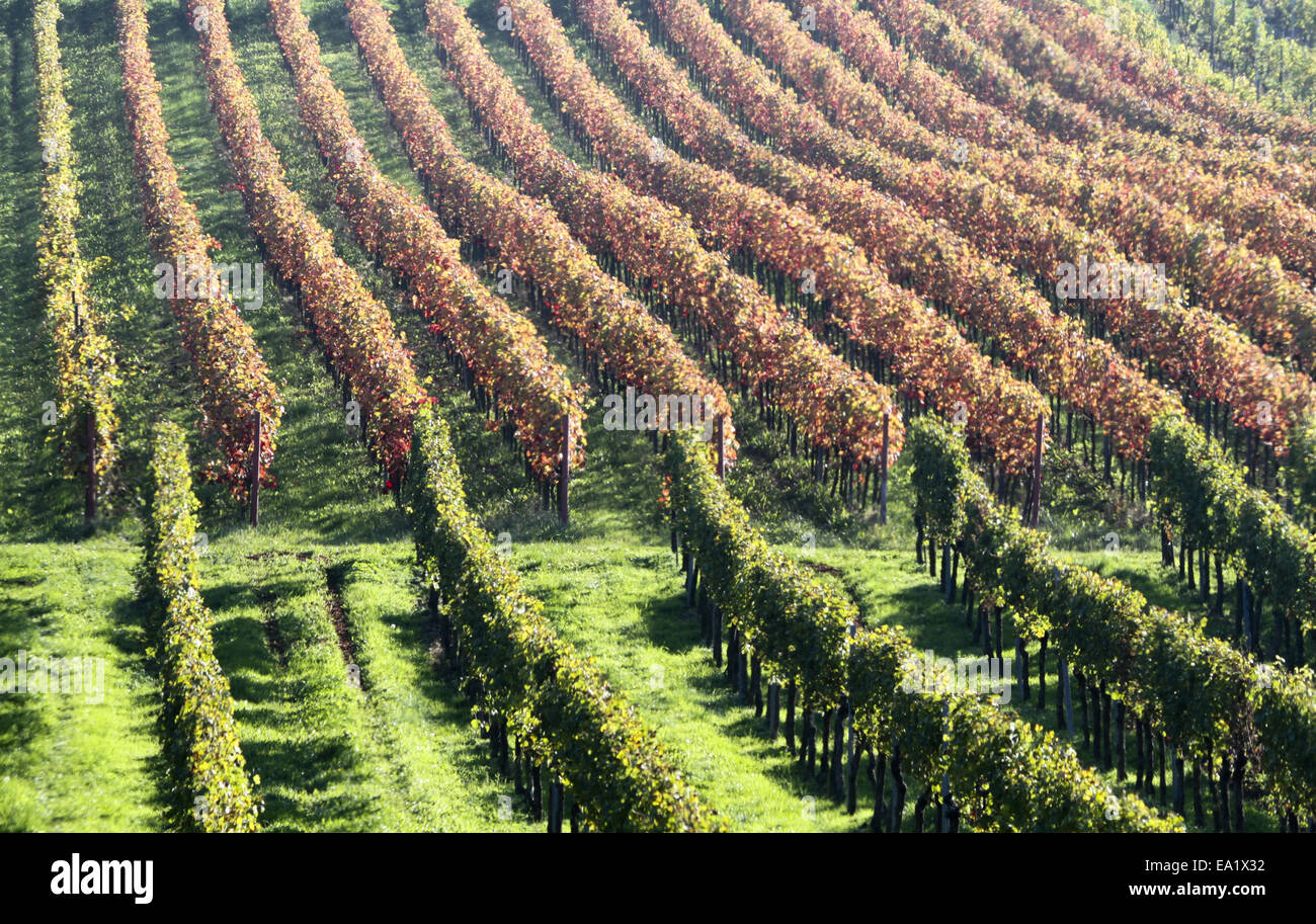 Vineyard in autumn Stock Photo