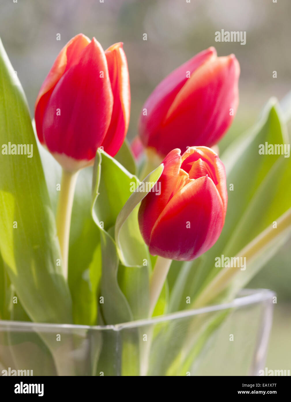 Tulips Stock Photo