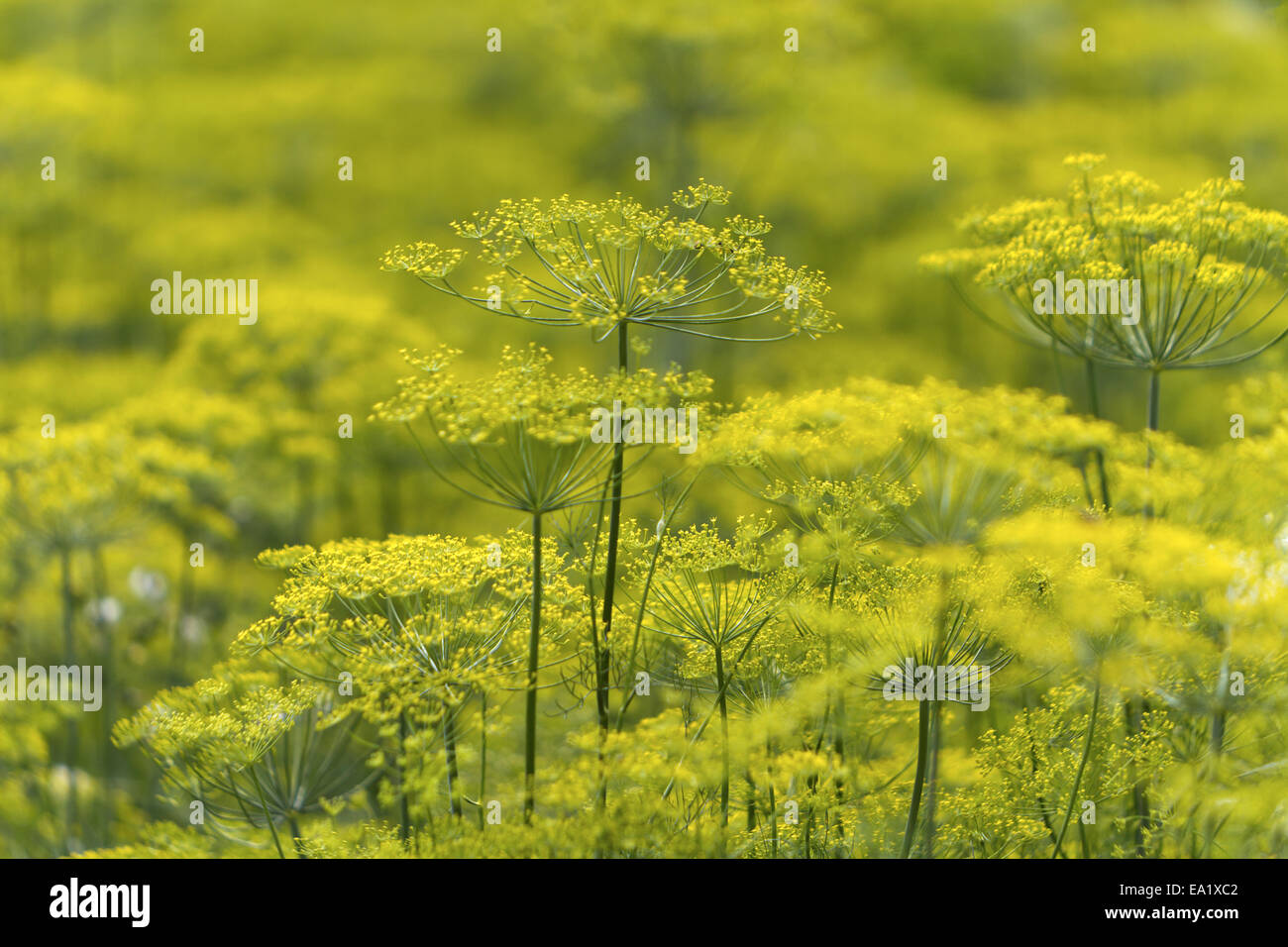 Growing fennel Stock Photo