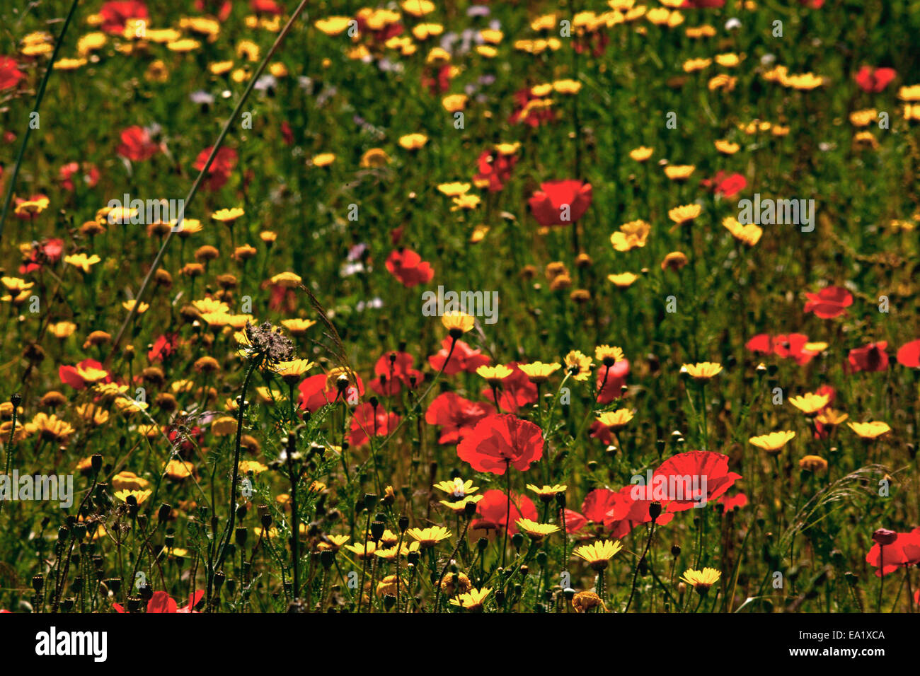 Flowery meadow with poppies (Papaver rhoeas) and Wild Crown Daisy (Chrysanthemum=Glebionis coronaria) Stock Photo