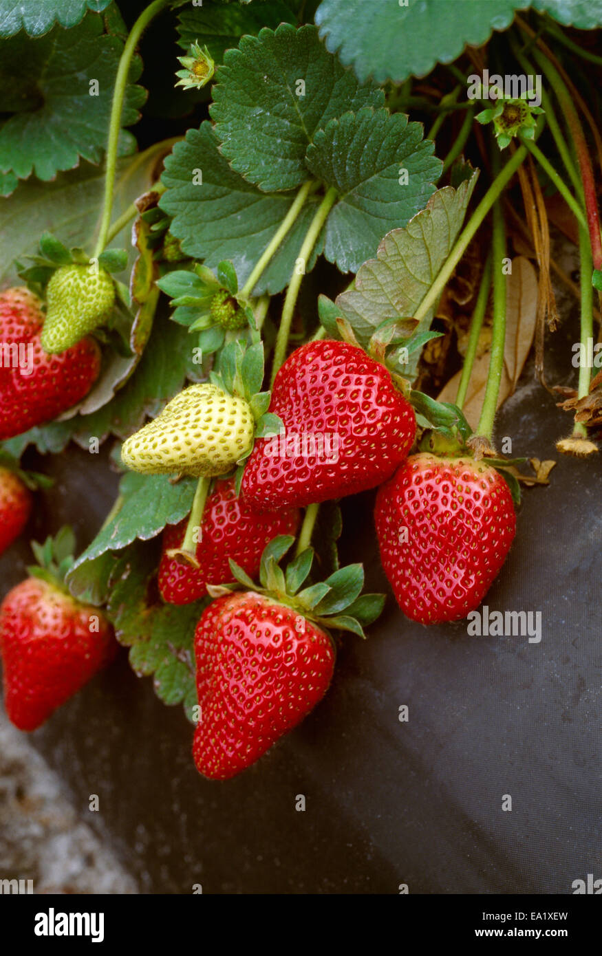 Agriculture - Strawberries on the plants, closeup / Plant City, Florida, USA. Stock Photo