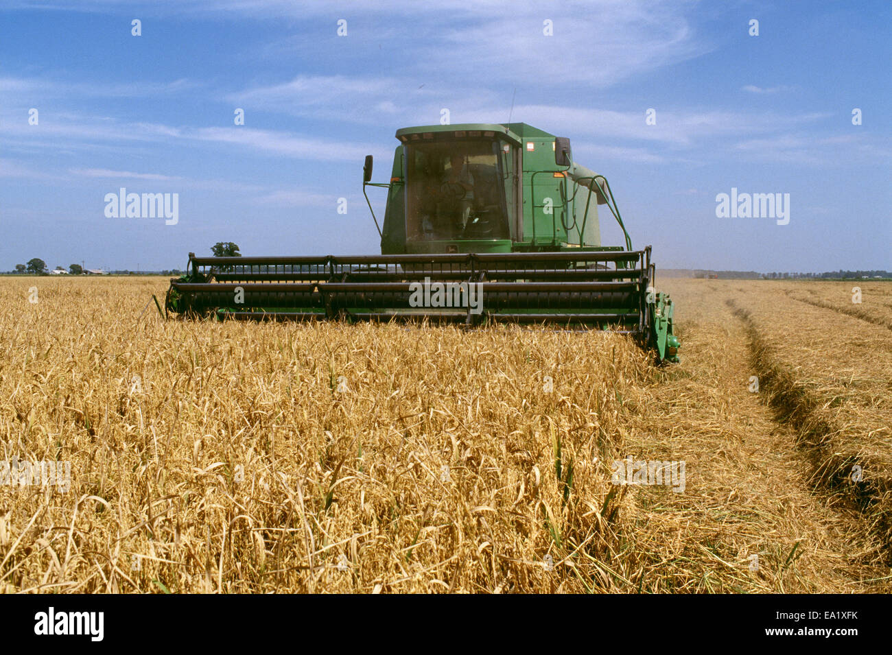 Agriculture Rice harvest / Arkansas, USA Stock Photo Alamy