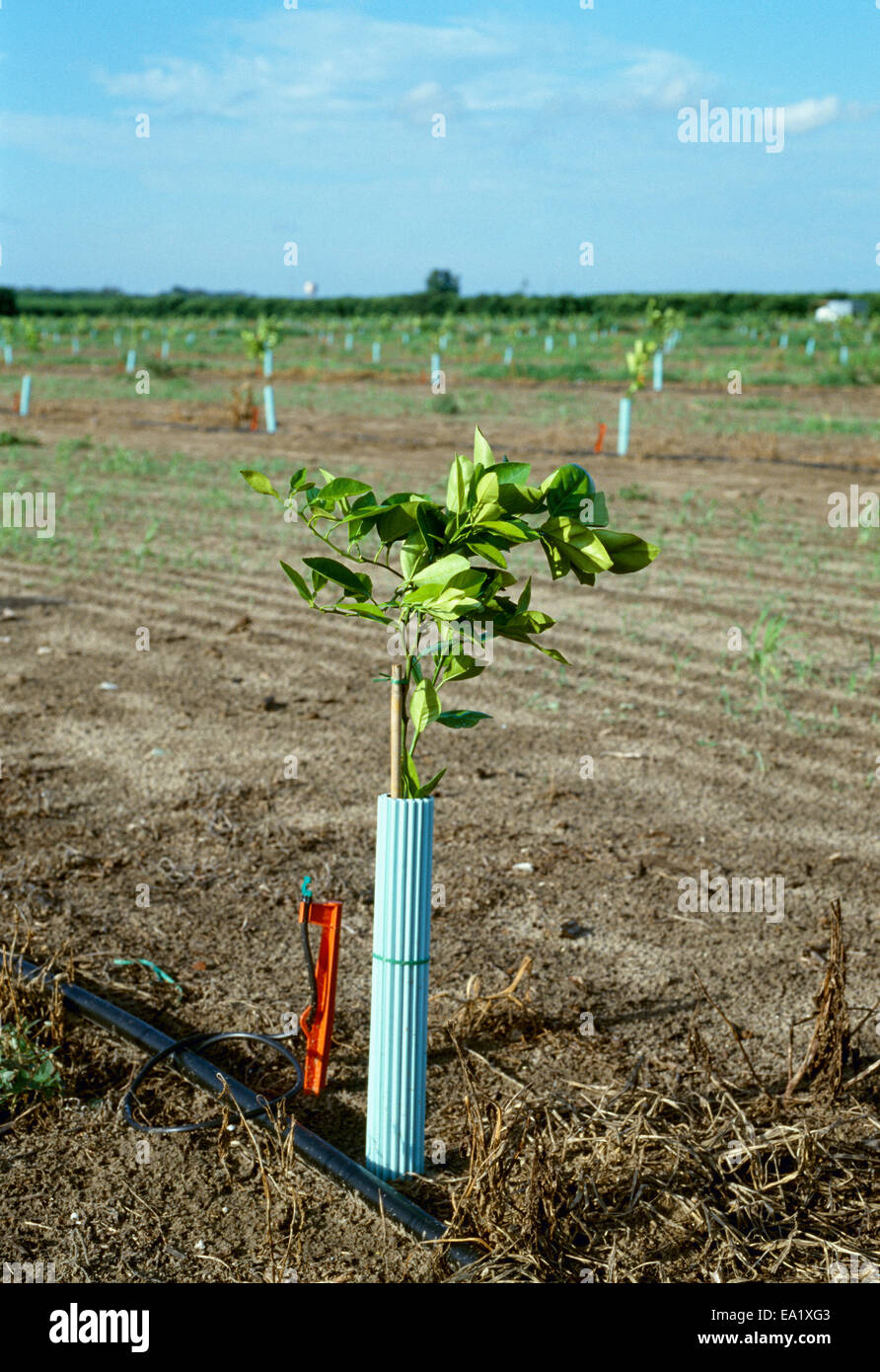 Irrigating orange trees hires stock photography and images Alamy