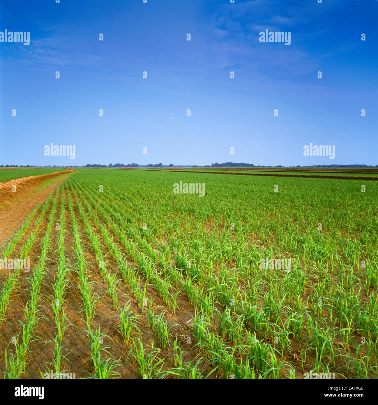 Agriculture - A large field of early growth rice plants prior to flooding / Arkansas, USA. Stock Photo