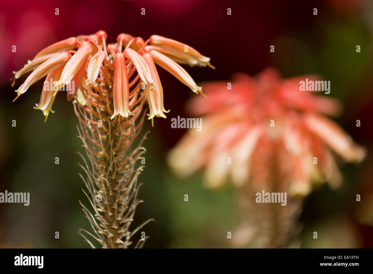 Aloe Stock Photo