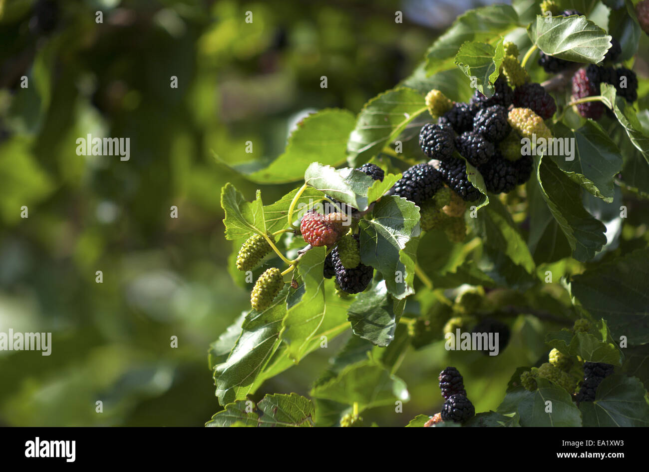 mulberry Stock Photo