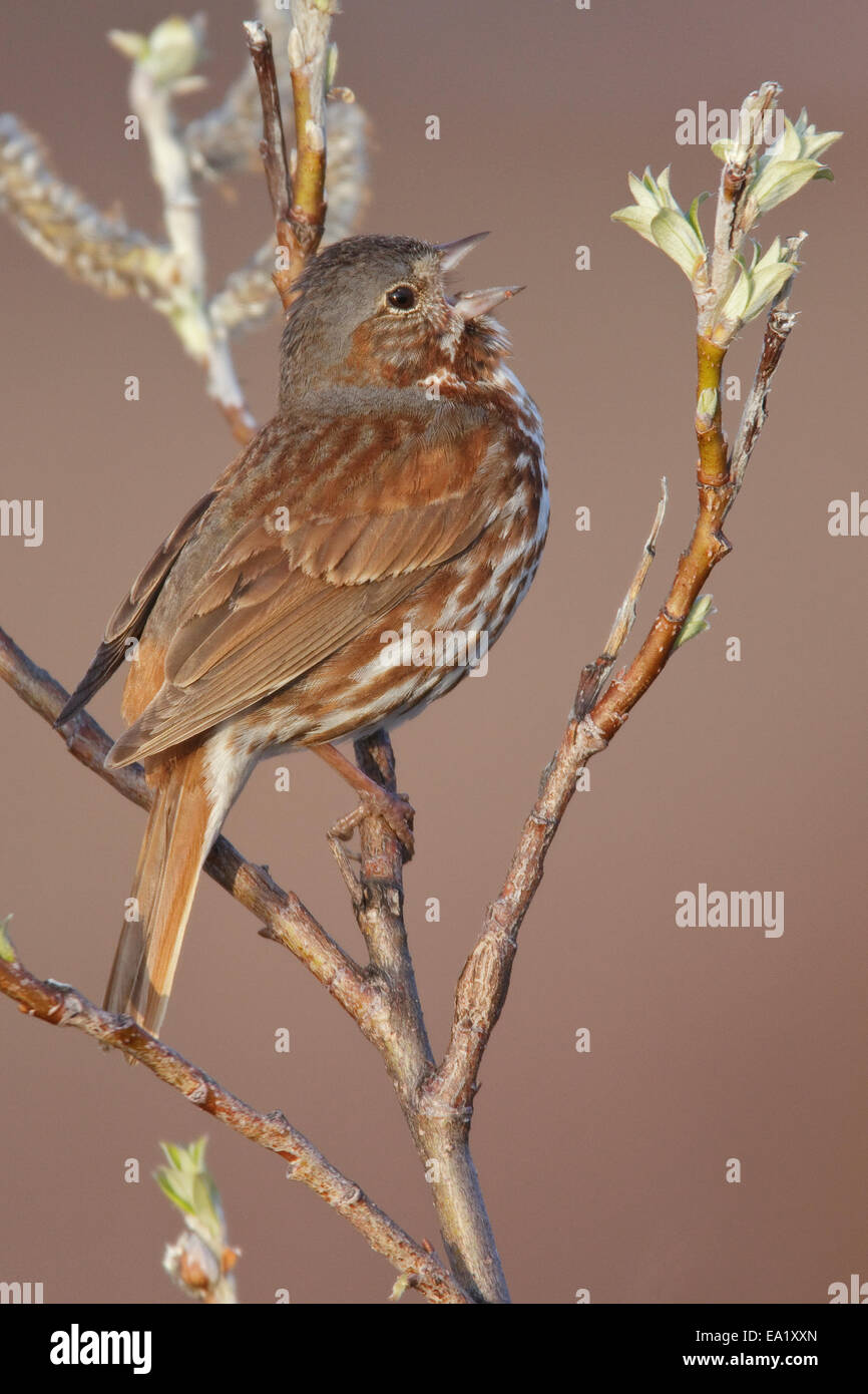 Fox Sparrow - Passerella iliaca Stock Photo