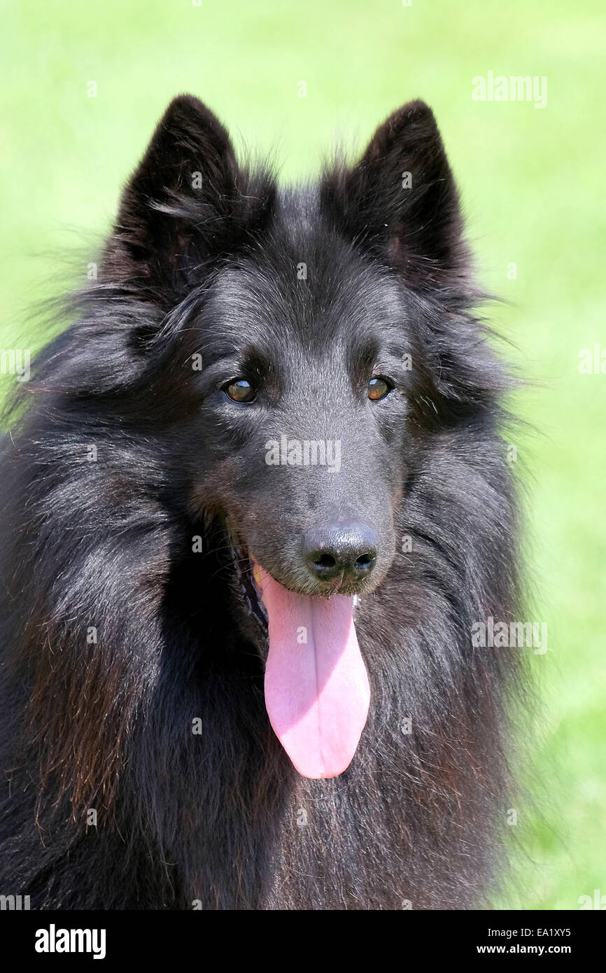 Black Belgian Shepherd Dog Stock Photo Alamy