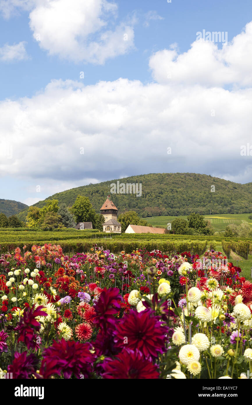 dahlias bloom Stock Photo - Alamy