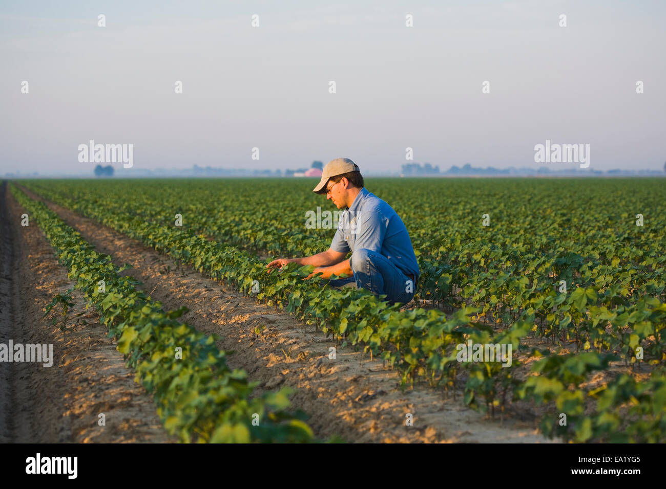 Cotton crop damage hi-res stock photography and images - Alamy