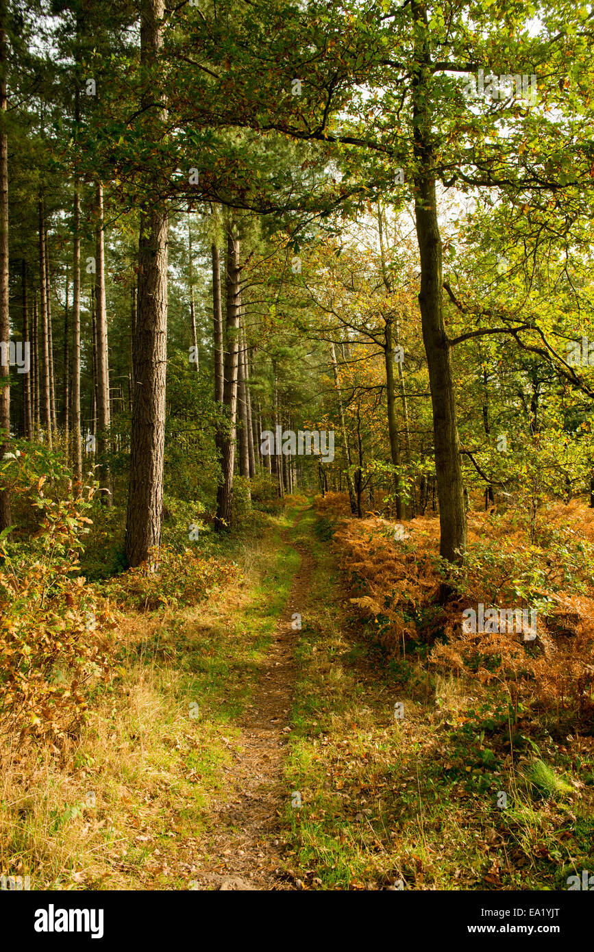 Fall color forest gb hi-res stock photography and images - Alamy