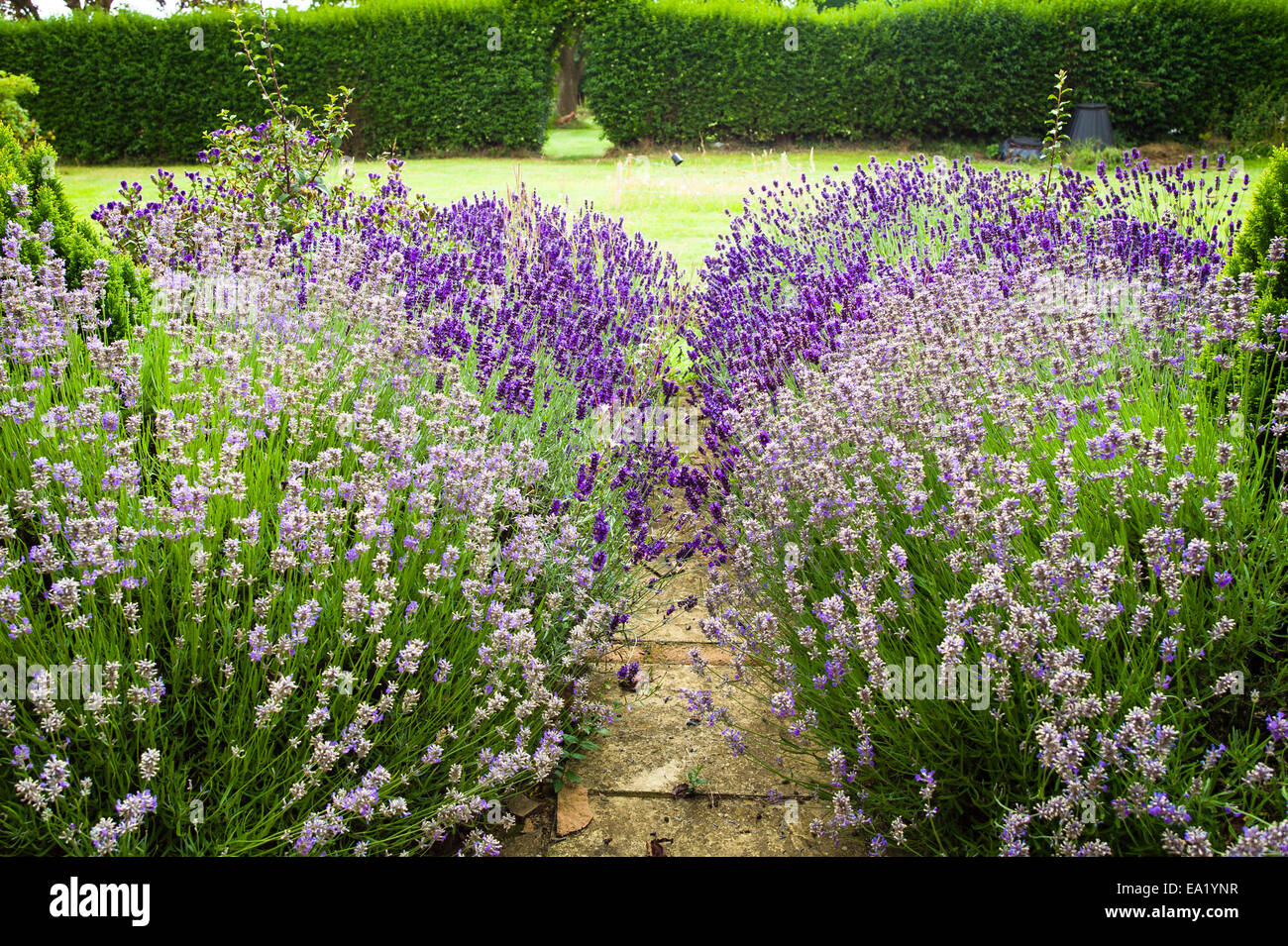 Lavender garden in a private English garden Stock Photo