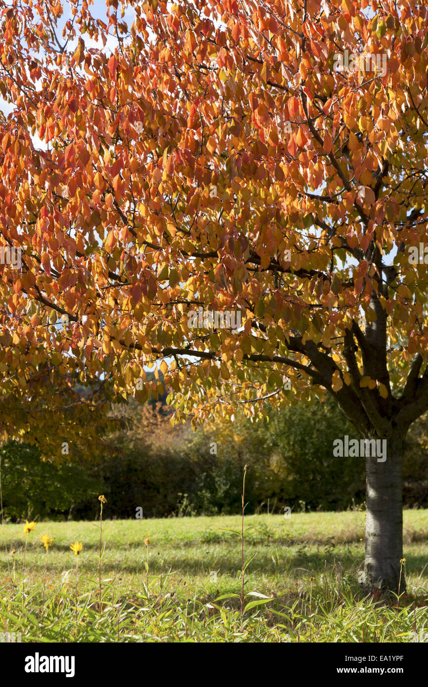 Cherry trees in autumn dress Stock Photo