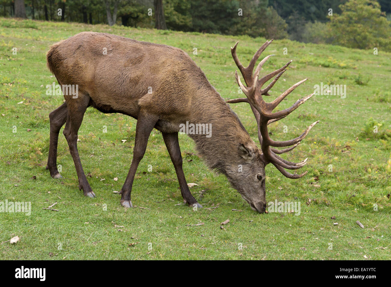 deer Stock Photo