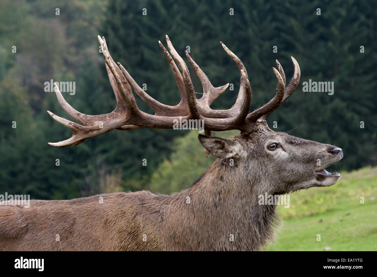 deer Stock Photo