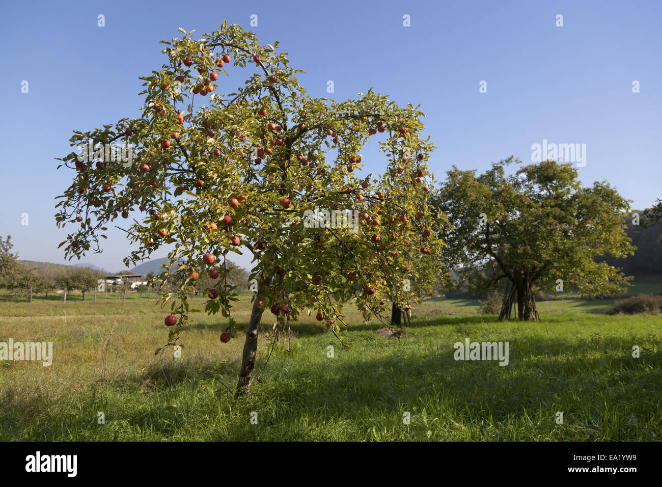 apple tree Stock Photo