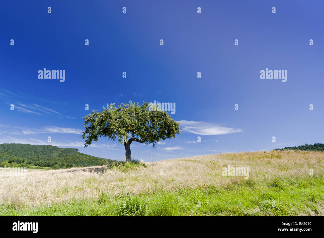 Apple tree in summer Stock Photo - Alamy
