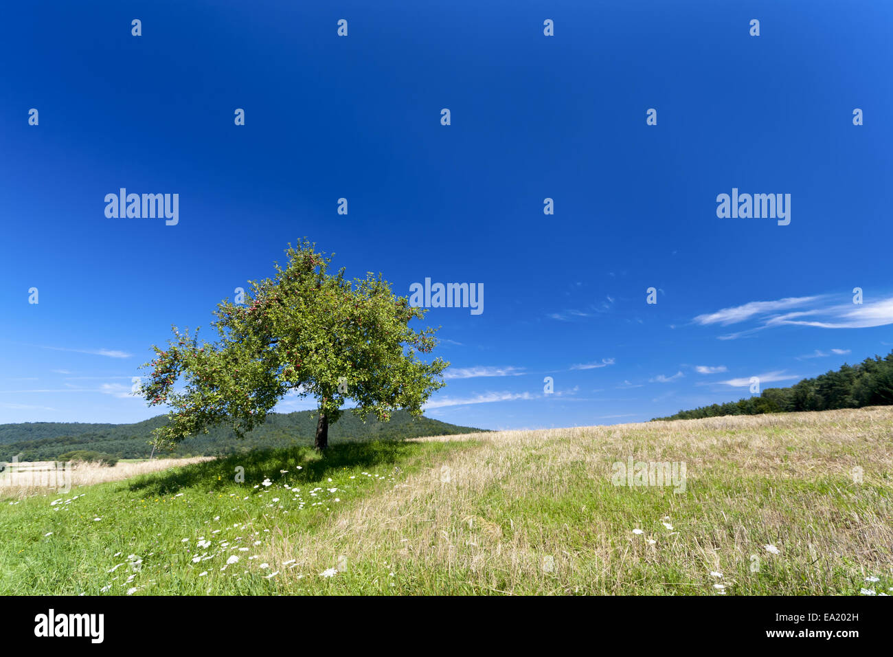 Apple tree in summer Stock Photo - Alamy