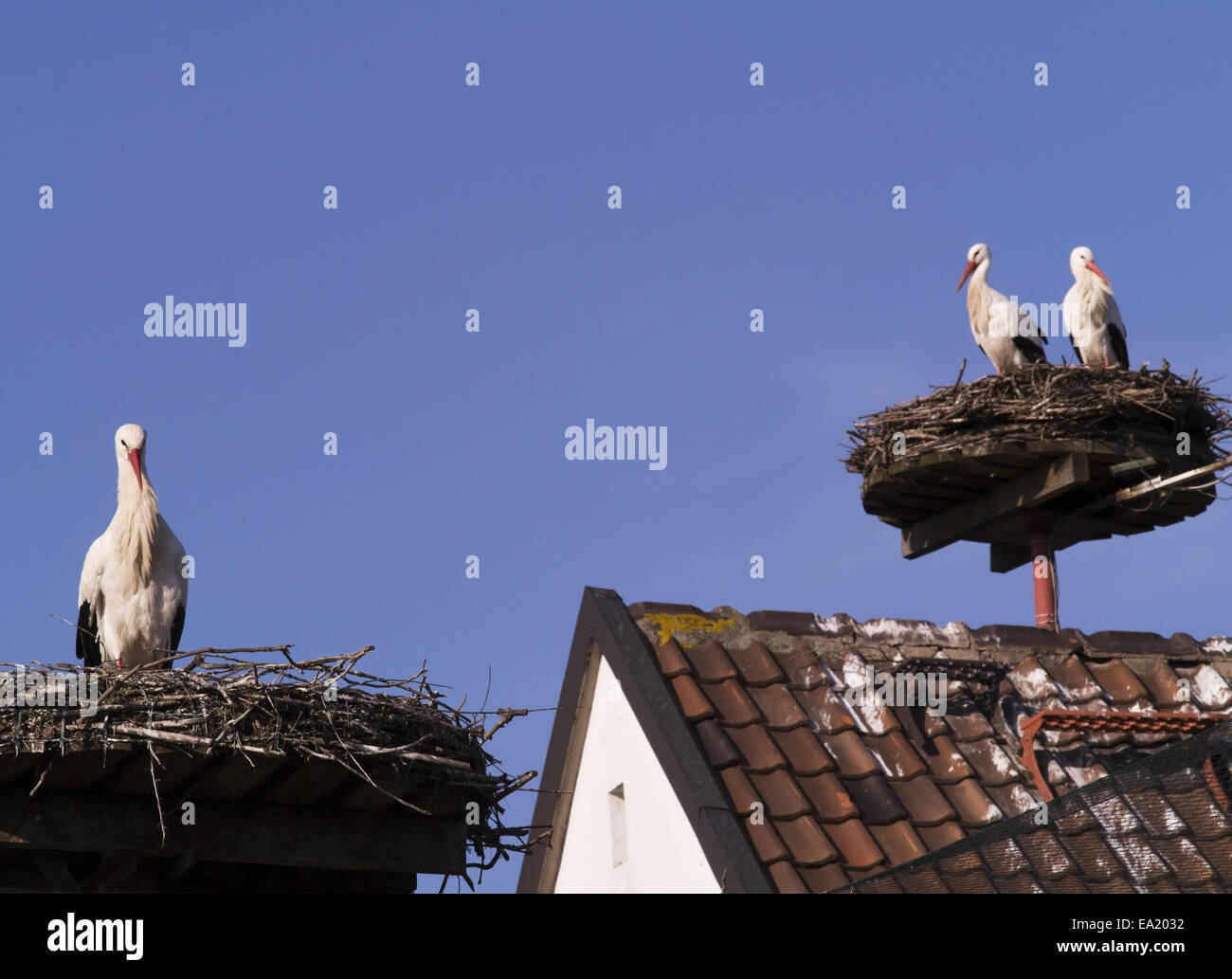 stork nests Stock Photo