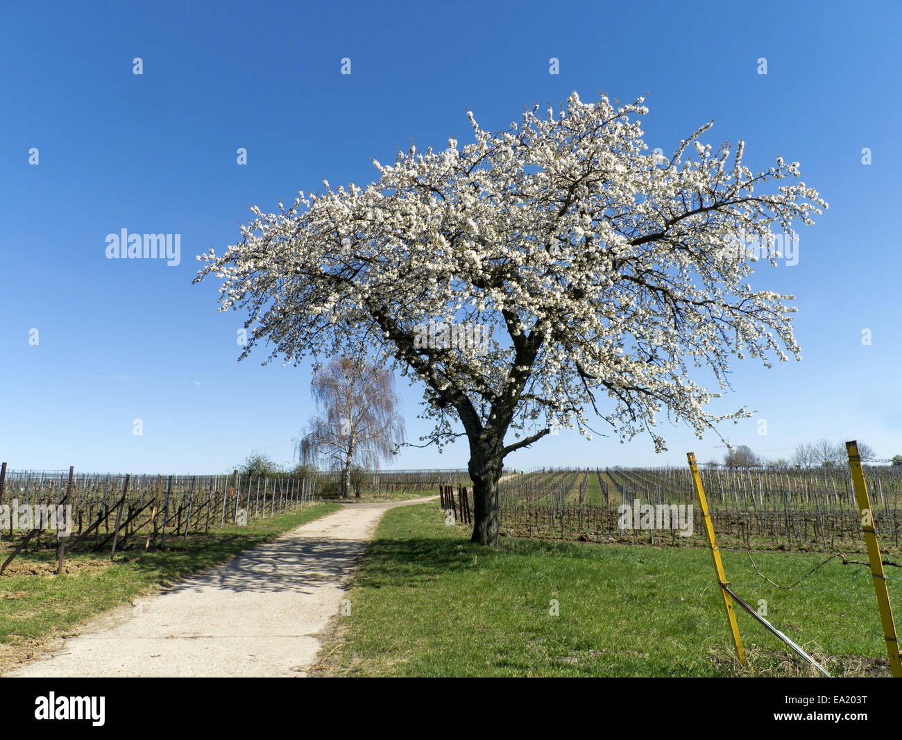 cherry tree blossom Stock Photo