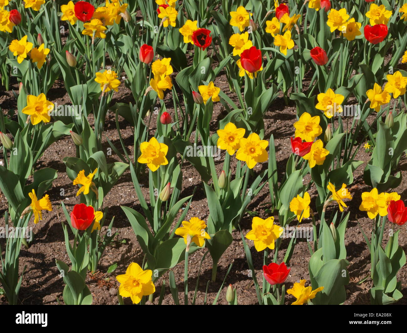 Flower-bed with tulips and daffodils Stock Photo - Alamy