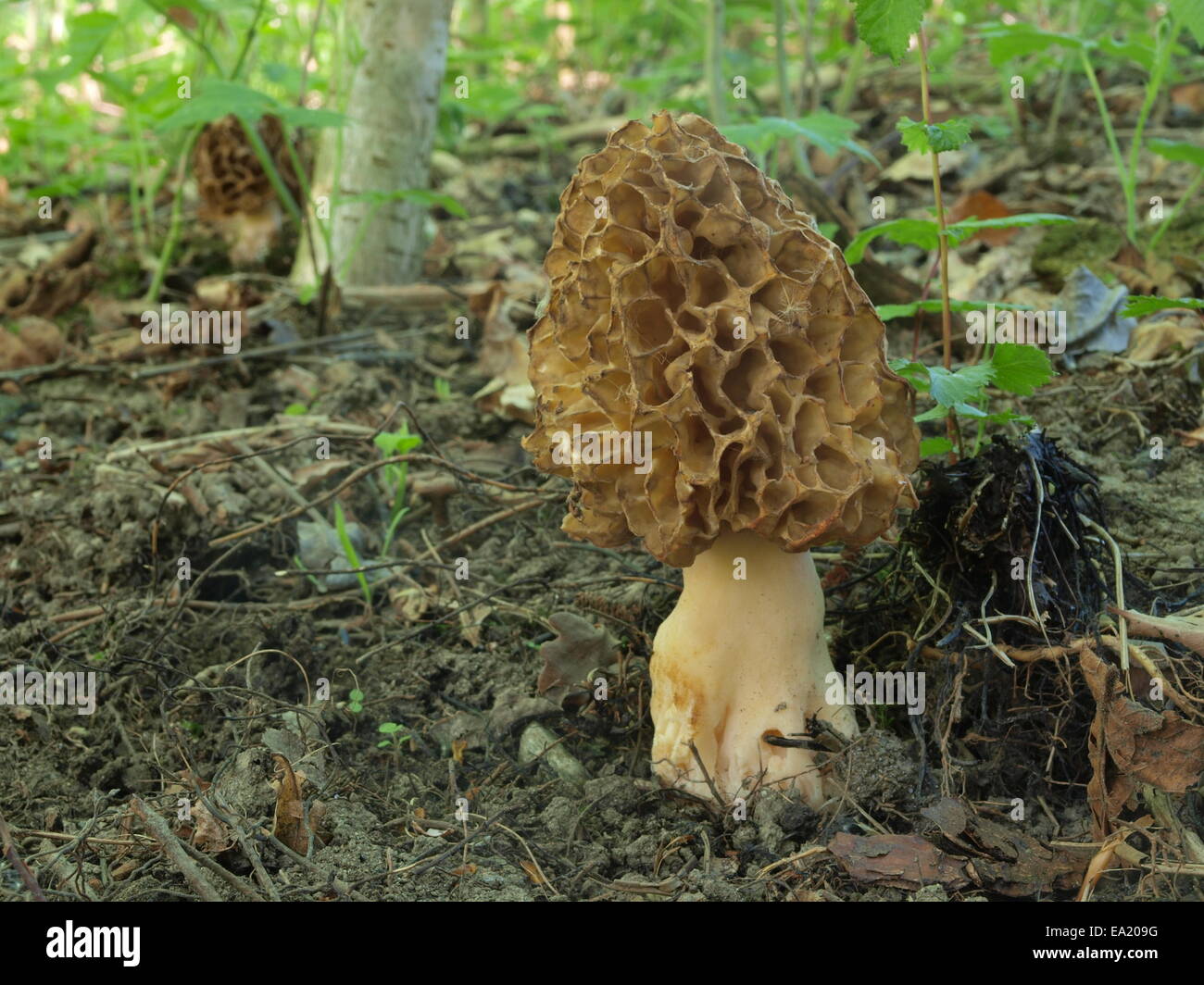 Early morel hires stock photography and images Alamy