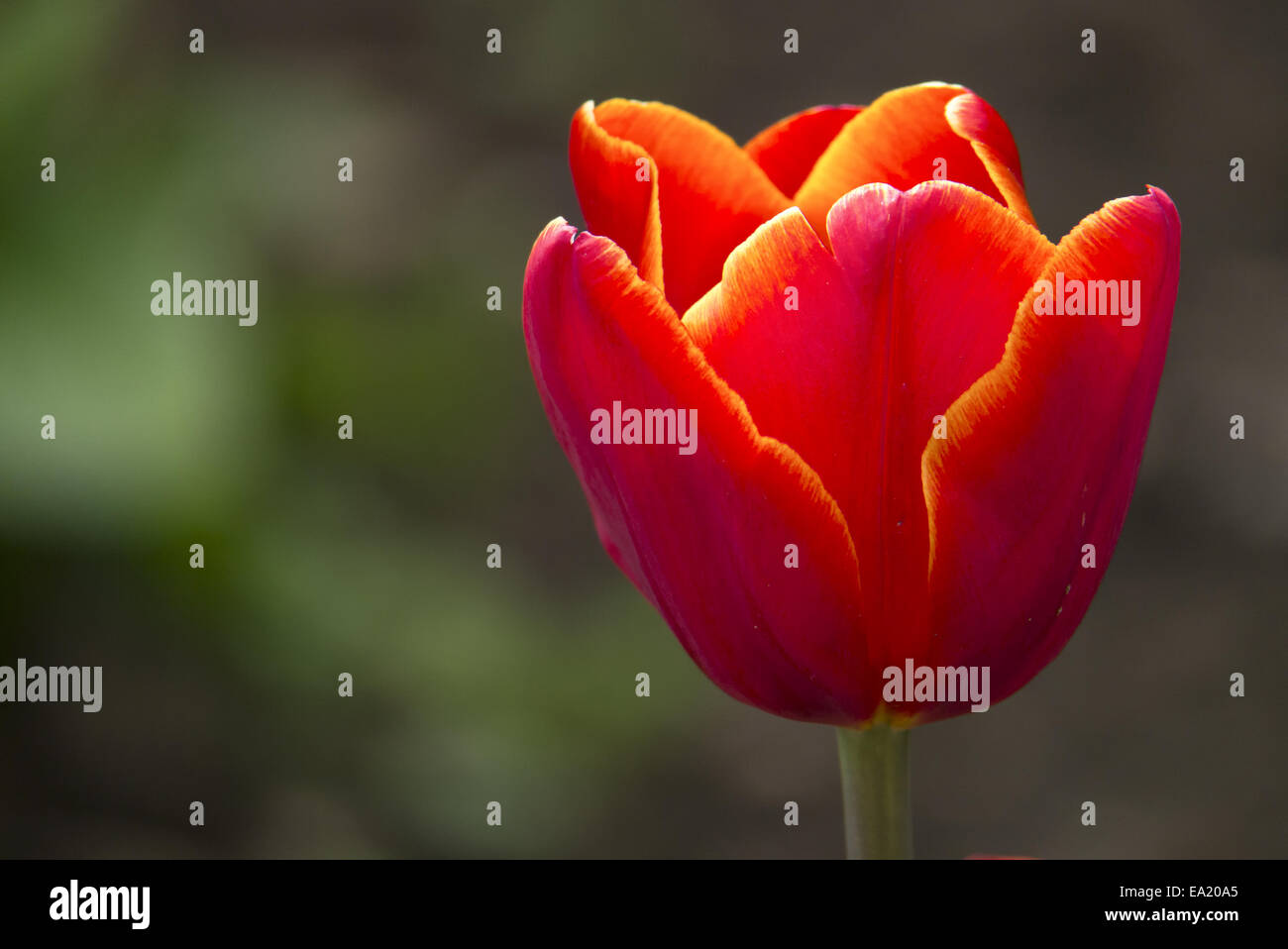 tulip Stock Photo