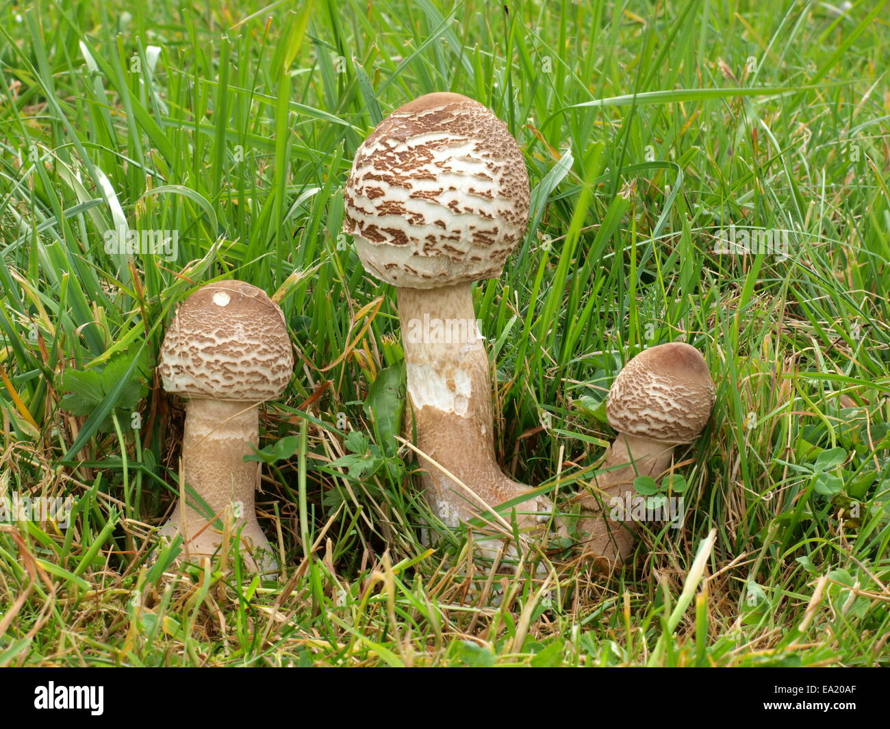 Young Parasol mushrooms on a meadow Stock Photo