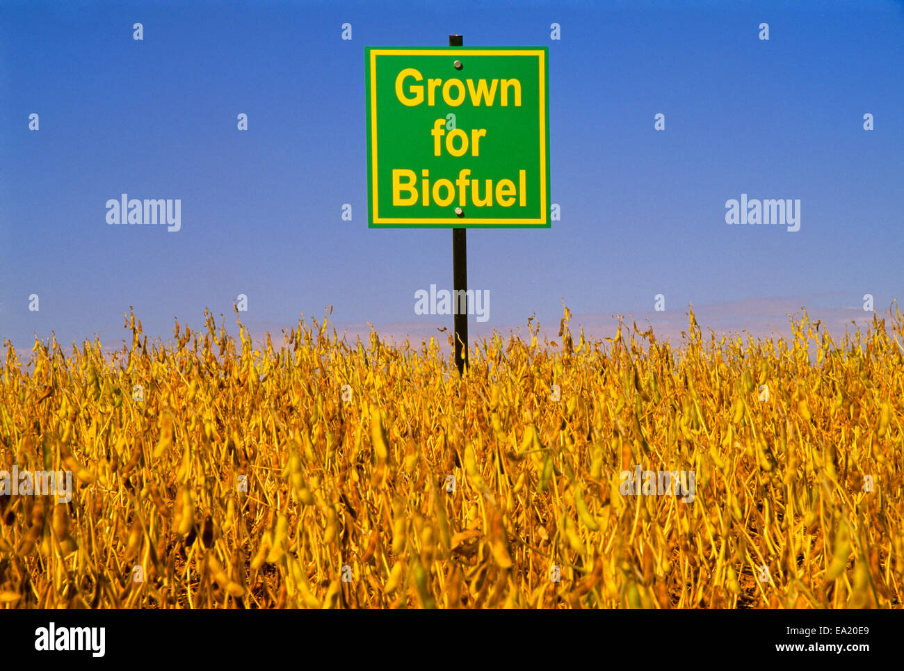 Agriculture - Mature soybean crop being grown for biodiesel with a sign reading Stock Photo