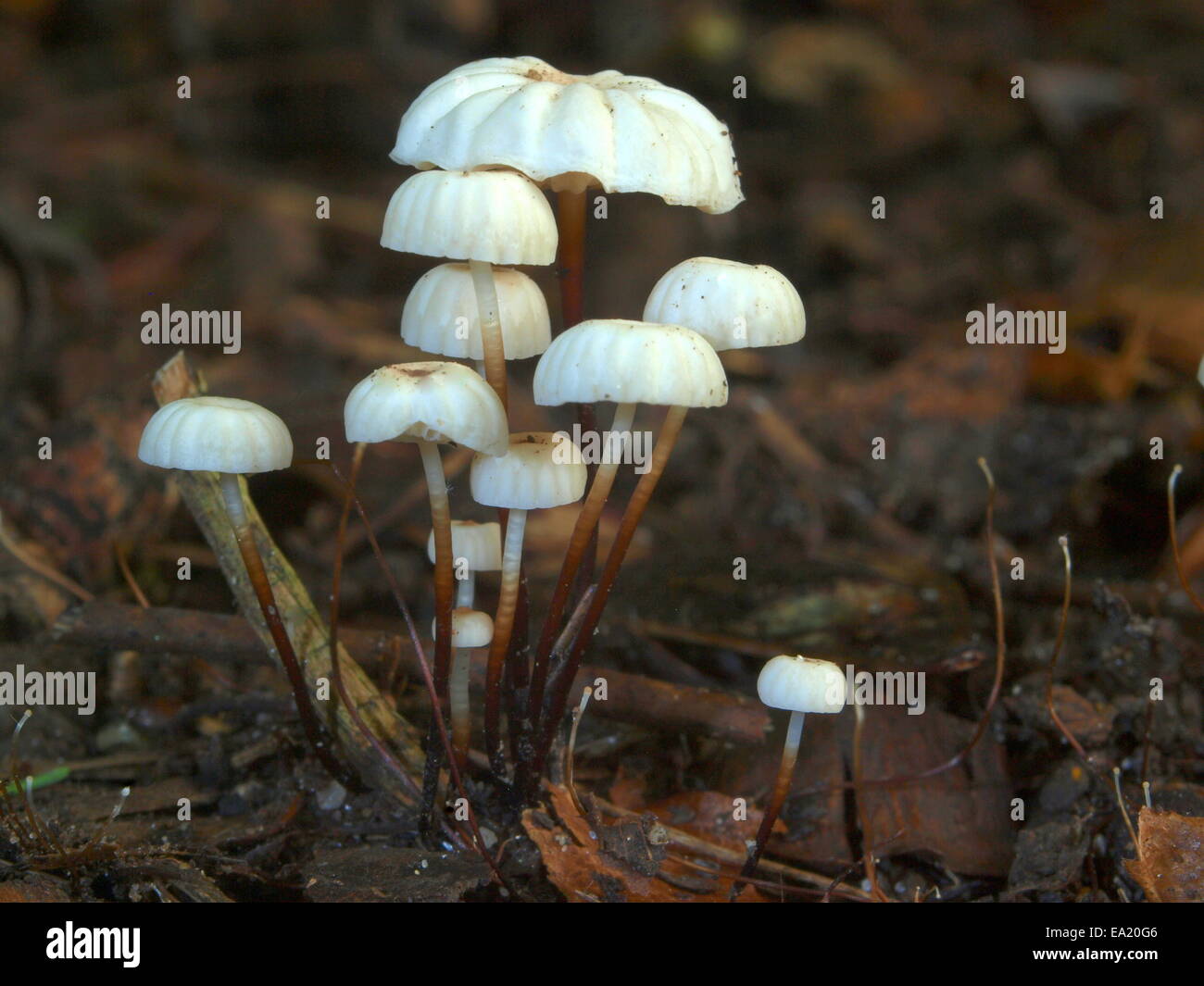 Collared Parachute - Marasmius rotula Stock Photo