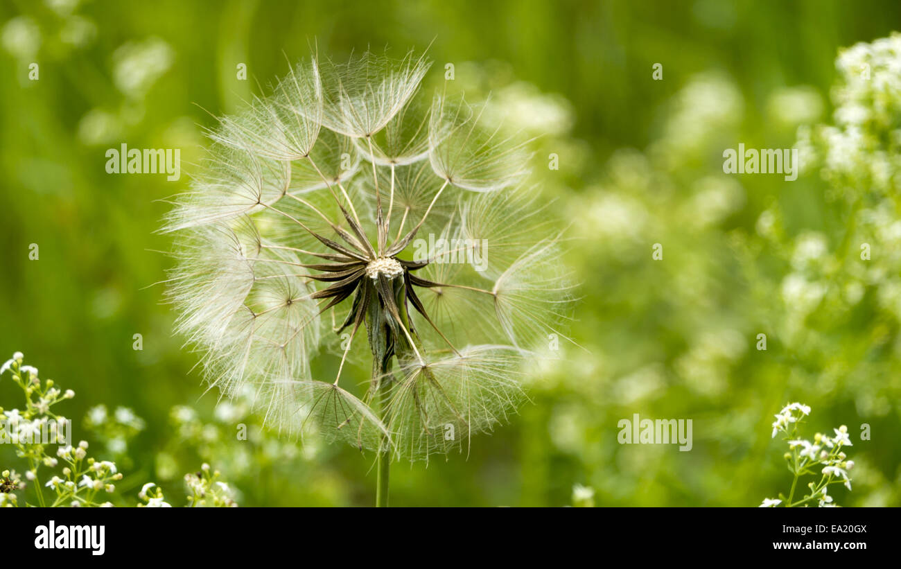 Meadow Salsify Stock Photo