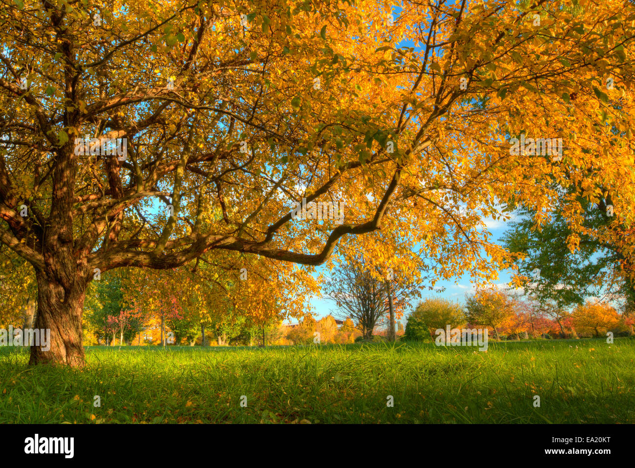 Beautiful Autumn Scenery With Dry Leaves Stock Photo Alamy